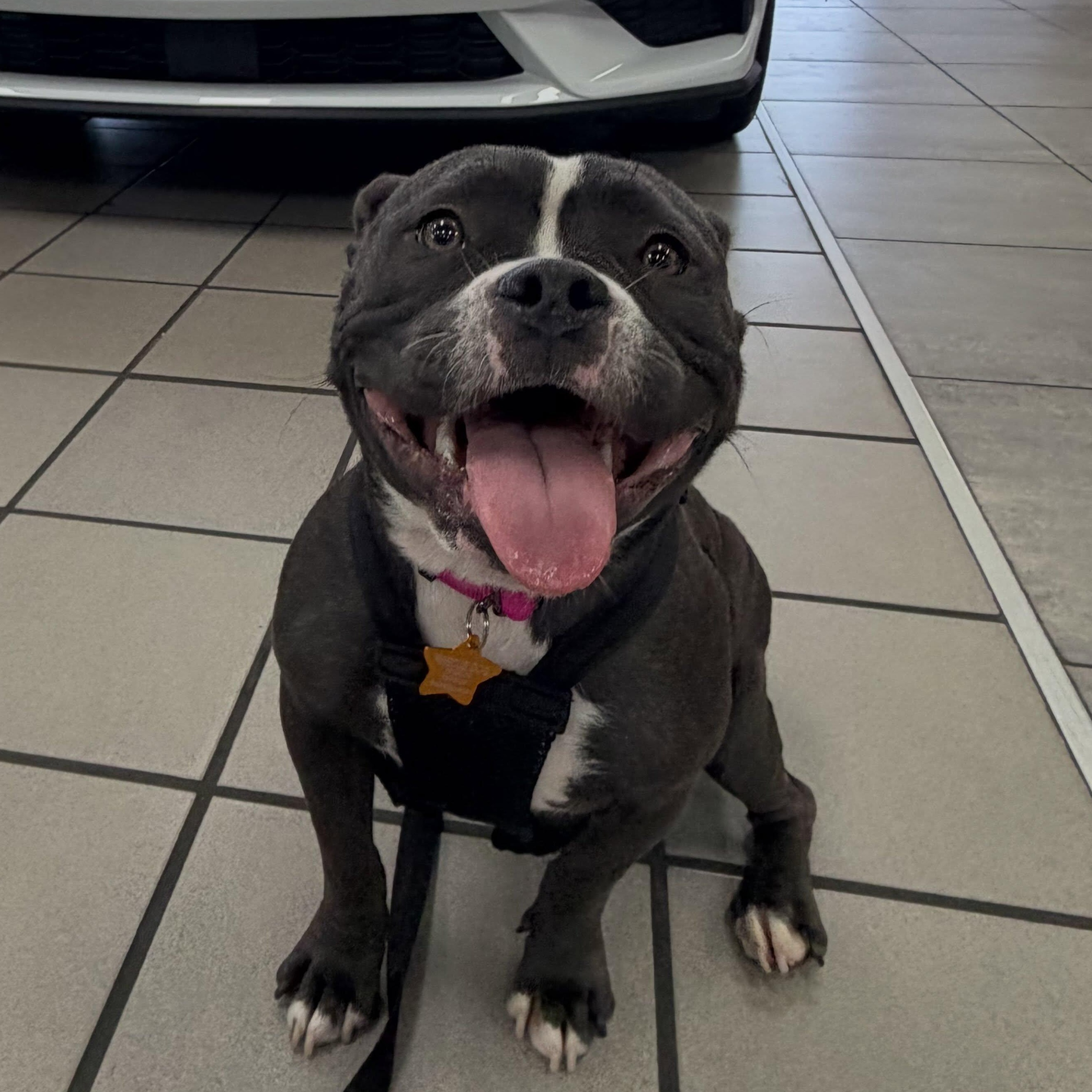 Aaliyah, Adopted, Young Female American Bully.