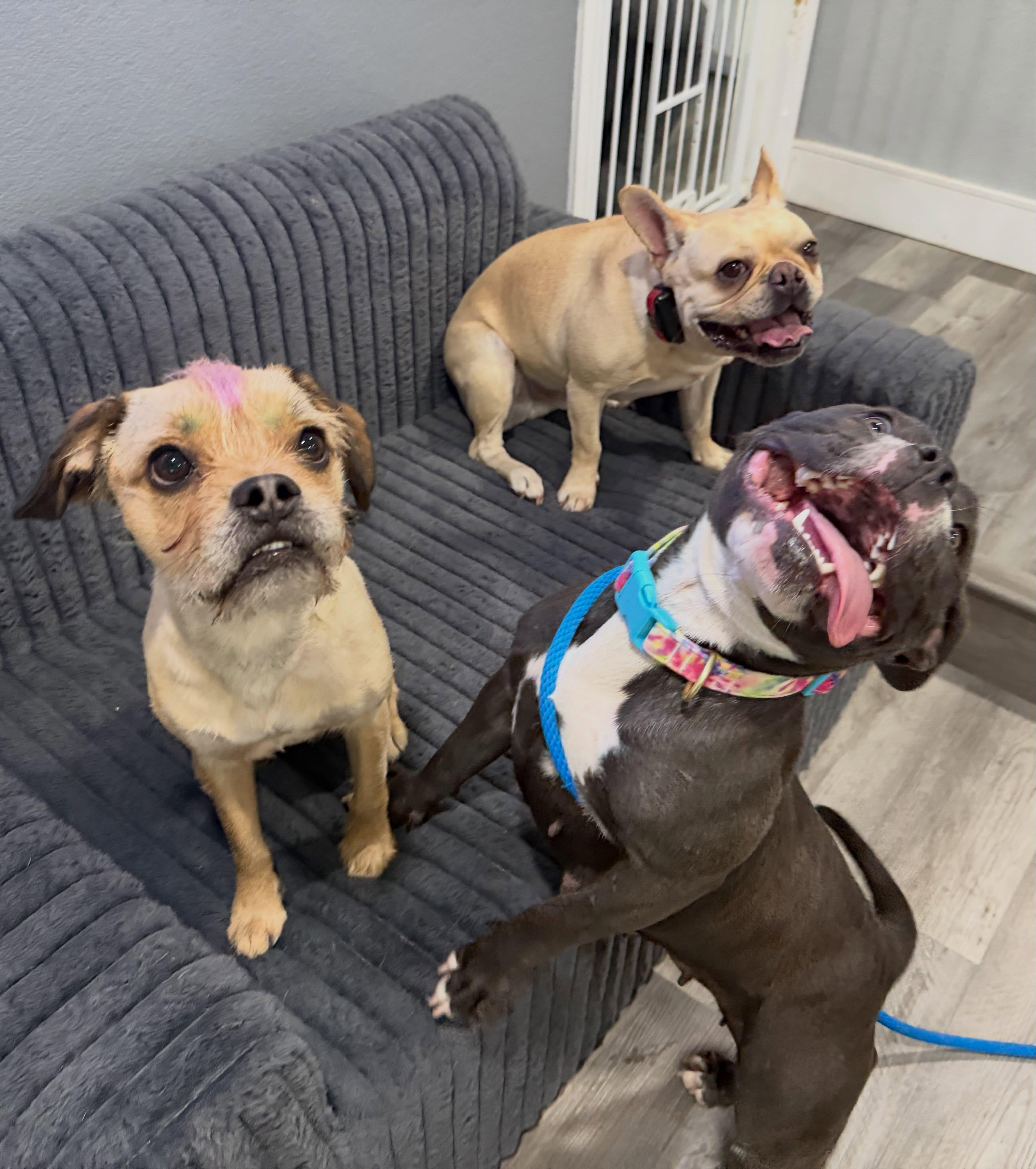 Enlarge Aaliyah, a Adopted American Bully in Las Vegas, NV image 6/6