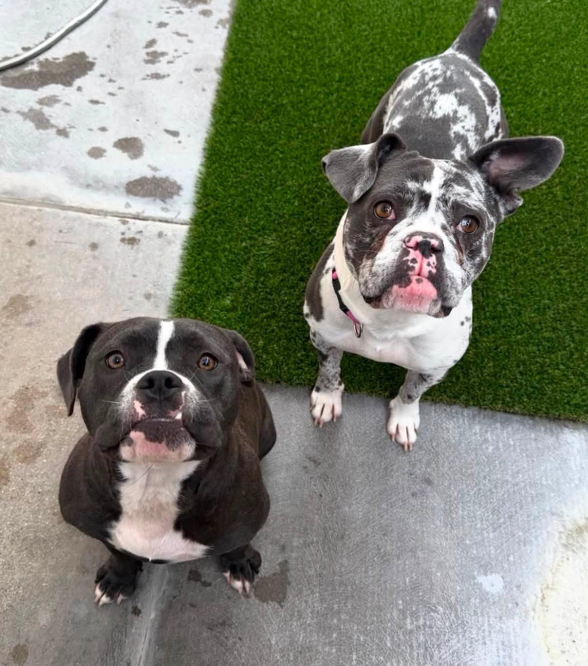 Enlarge Aaliyah, a Adopted American Bully in Las Vegas, NV image 3/6