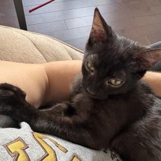 Enlarge Ink (bonded with Heba), a ADOPTABLE Domestic Short Hair in Scarborough, ON image 6/6