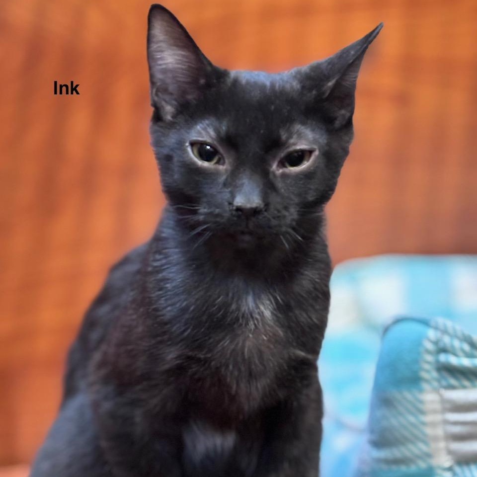 Enlarge Ink (bonded with Heba), a ADOPTABLE Domestic Short Hair in Scarborough, ON image 2/6