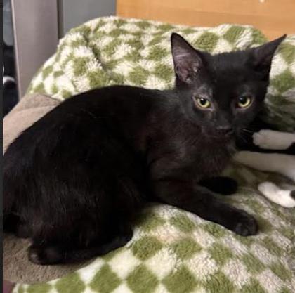 Enlarge Ink (bonded with Heba), a ADOPTABLE Domestic Short Hair in Scarborough, ON image 4/6