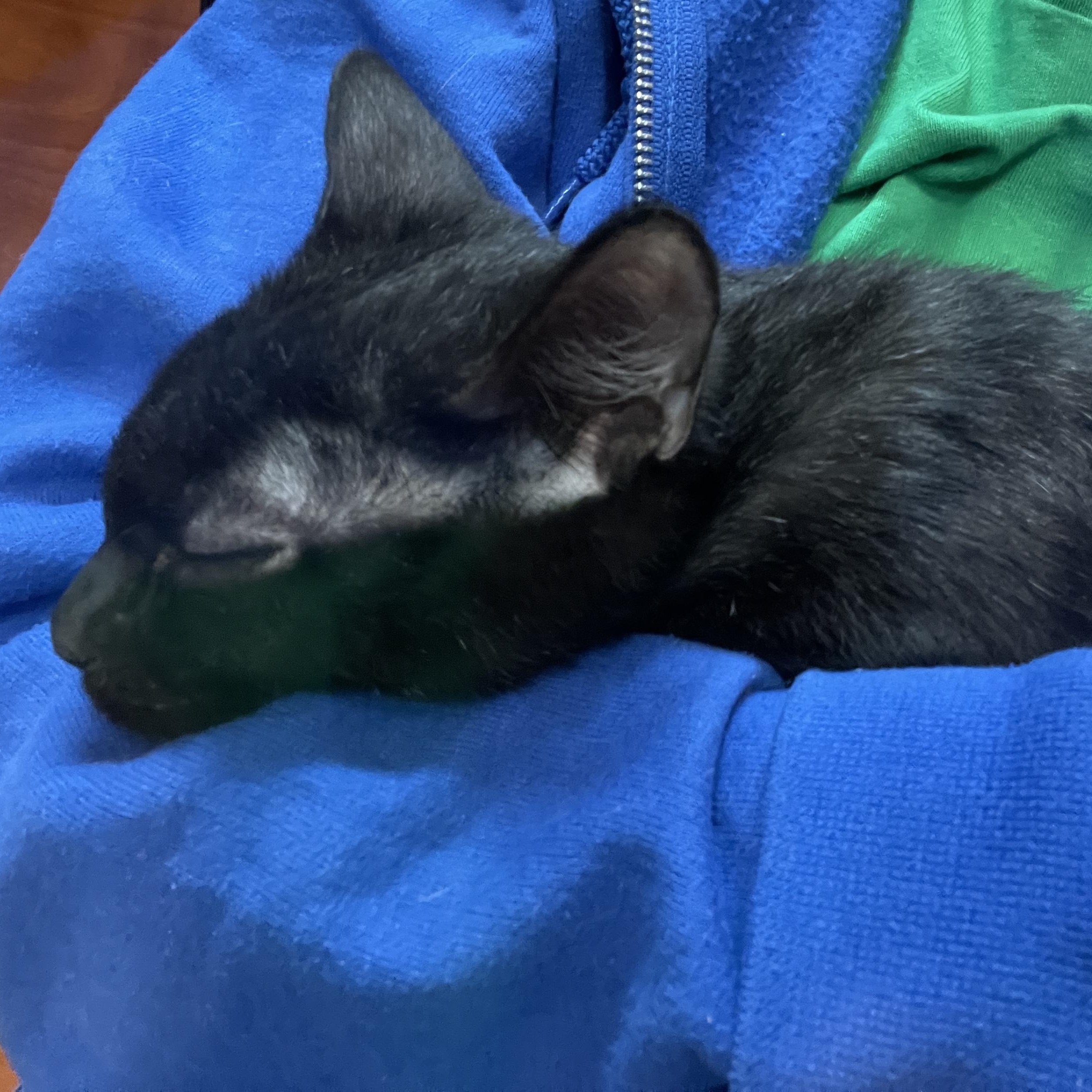 Enlarge Ink (bonded with Heba), a ADOPTABLE Domestic Short Hair in Scarborough, ON image 3/6