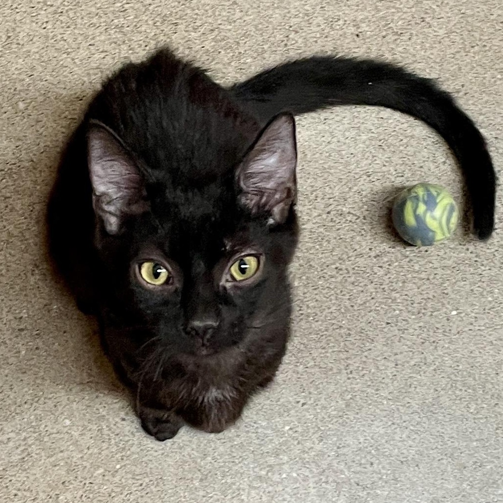 Enlarge Ink (bonded with Heba), a ADOPTABLE Domestic Short Hair in Scarborough, ON image 1/6