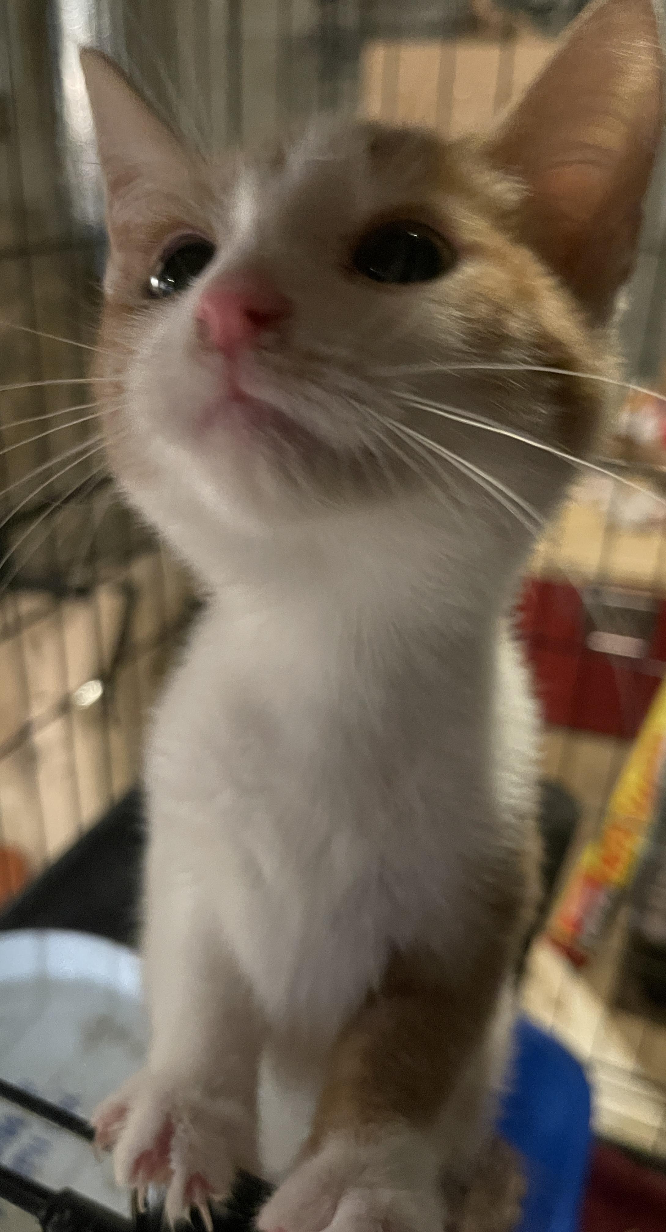 Enlarge Cider, a Adoptable Domestic Short Hair in Bainbridge, PA image 1/1