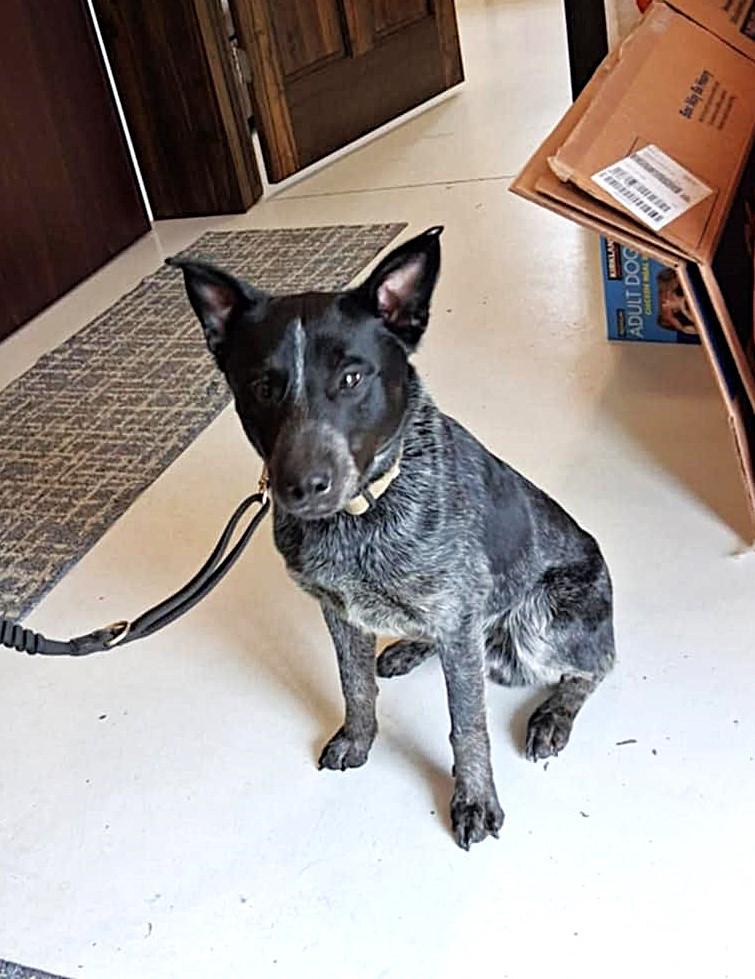 Remus, Adoptable, Adult Male Australian Cattle Dog / Blue Heeler.
