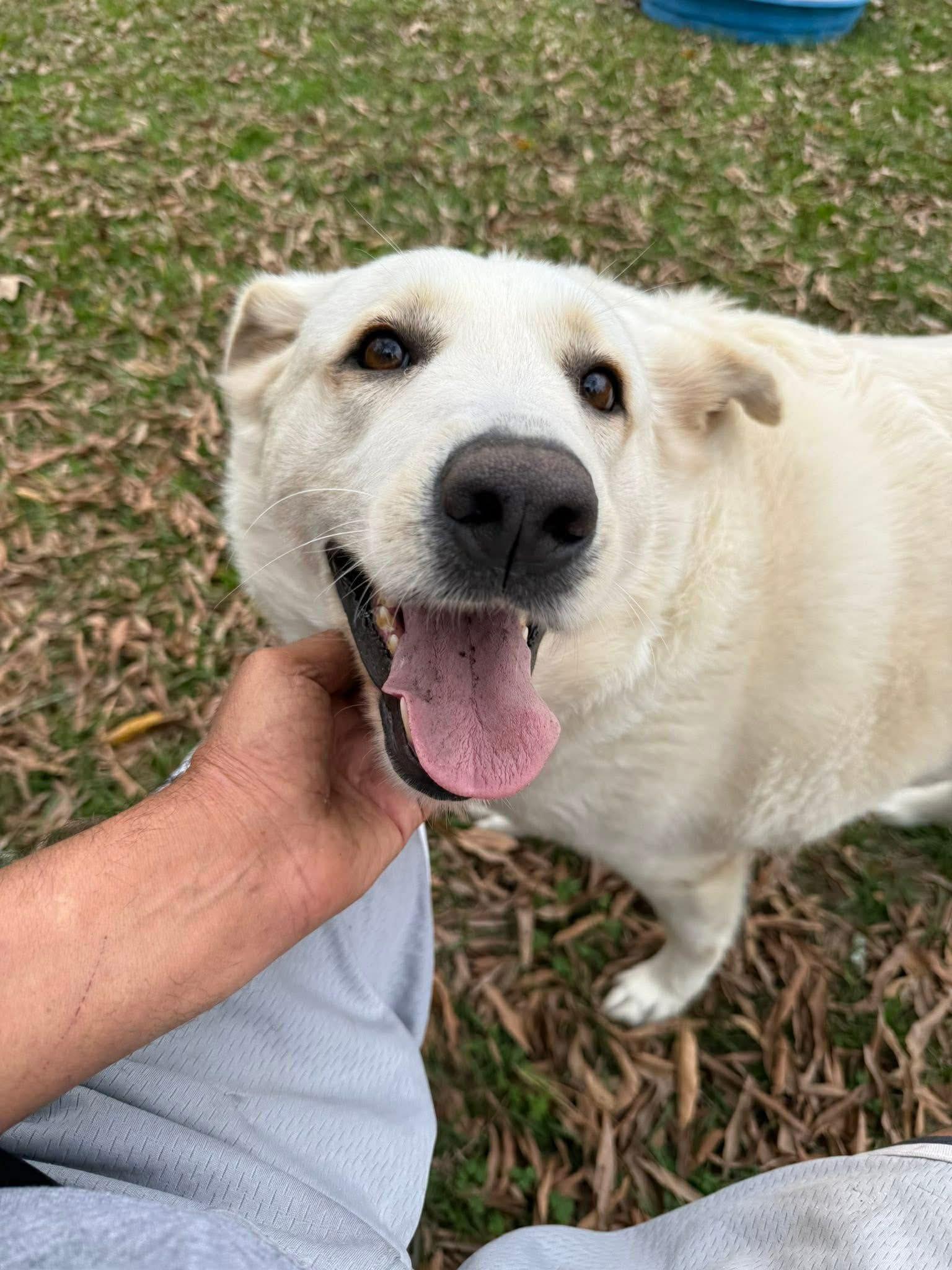 Enlarge Mitch, a Adoptable mixed breed in Des Moines, IA image 2/6