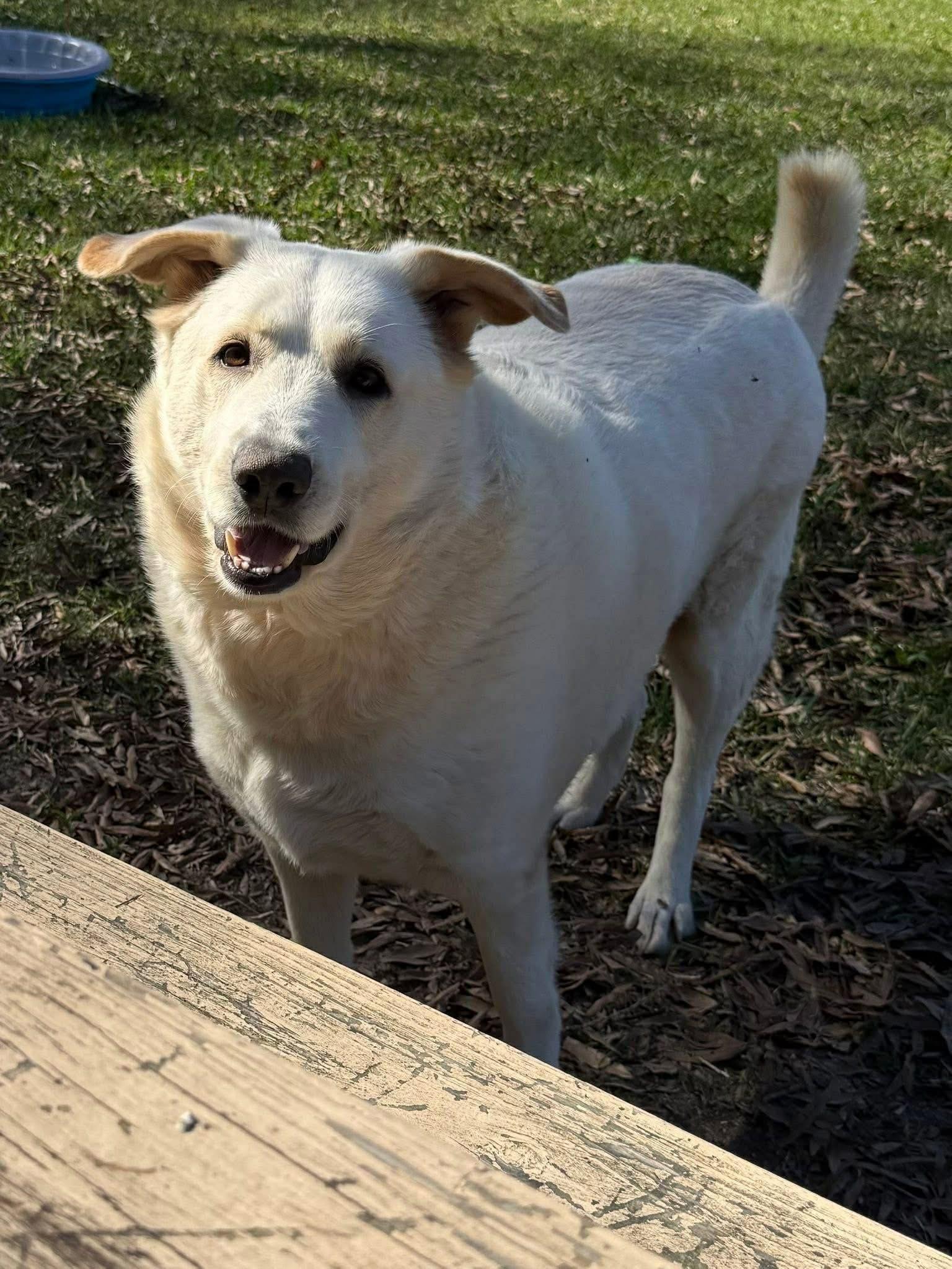 Enlarge Mitch, a Adoptable mixed breed in Des Moines, IA image 5/6