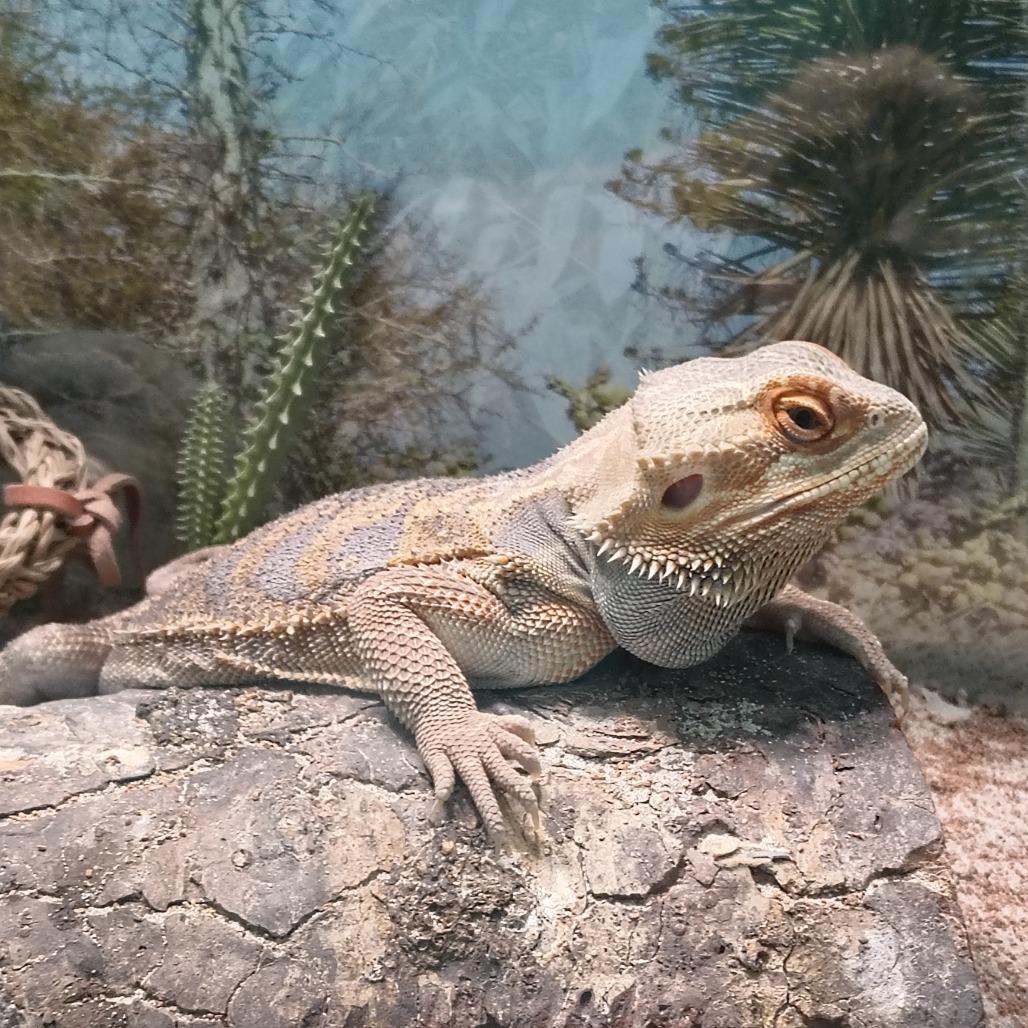 Enlarge Daenerys, an adoptable Bearded Dragon in Wilmington, NC image 3/4