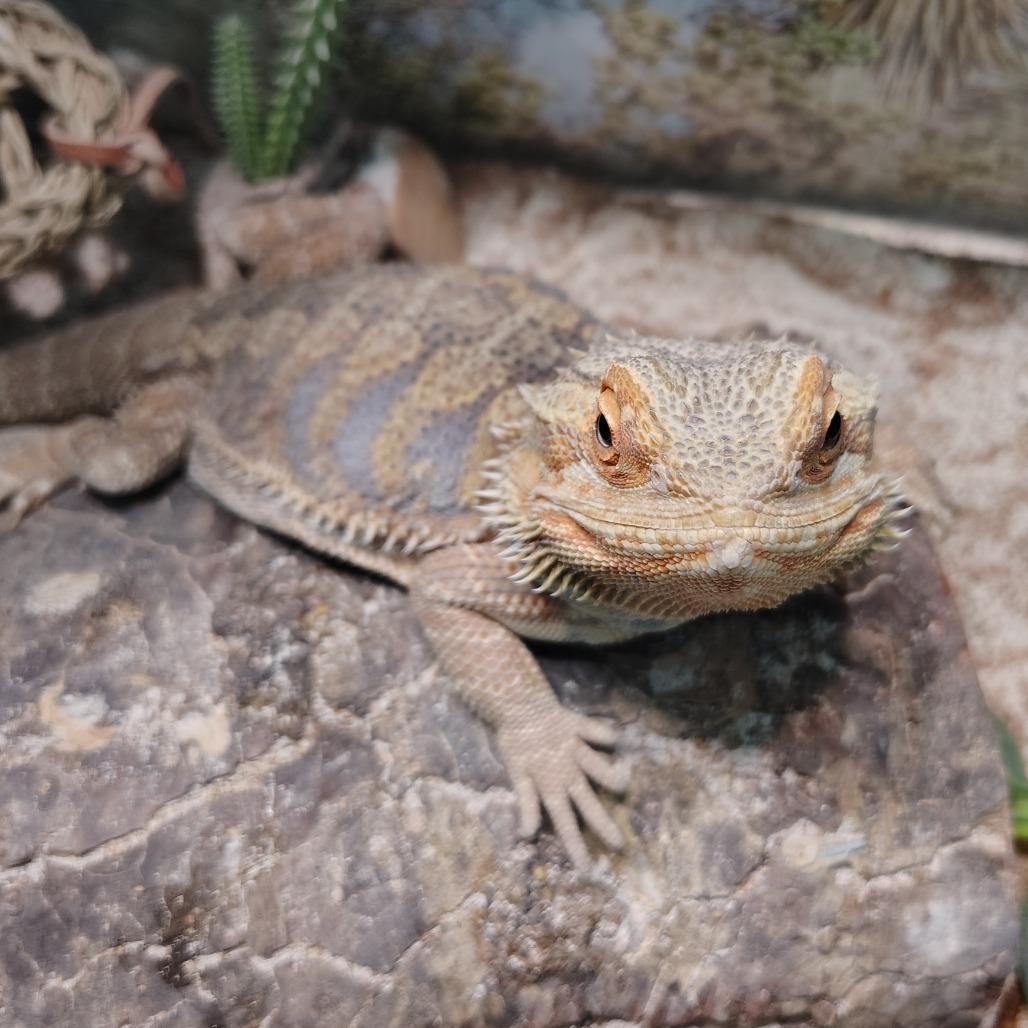 Enlarge Daenerys, an adoptable Bearded Dragon in Wilmington, NC image 2/4