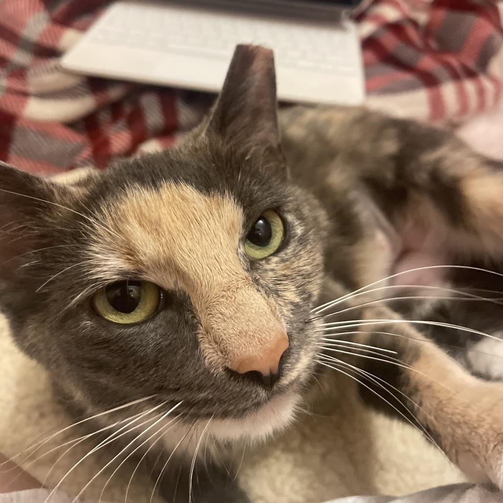 Pipsqueak "Pip" Porter, Adoptable, Adult Female Domestic Short Hair.