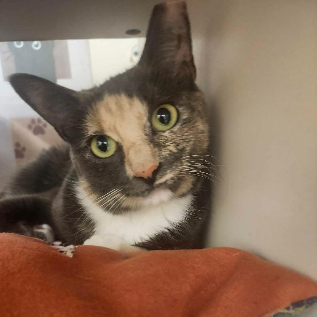 Pipsqueak "Pip" Porter, a Adoptable Domestic Short Hair in Tallahassee, FL image 3/3