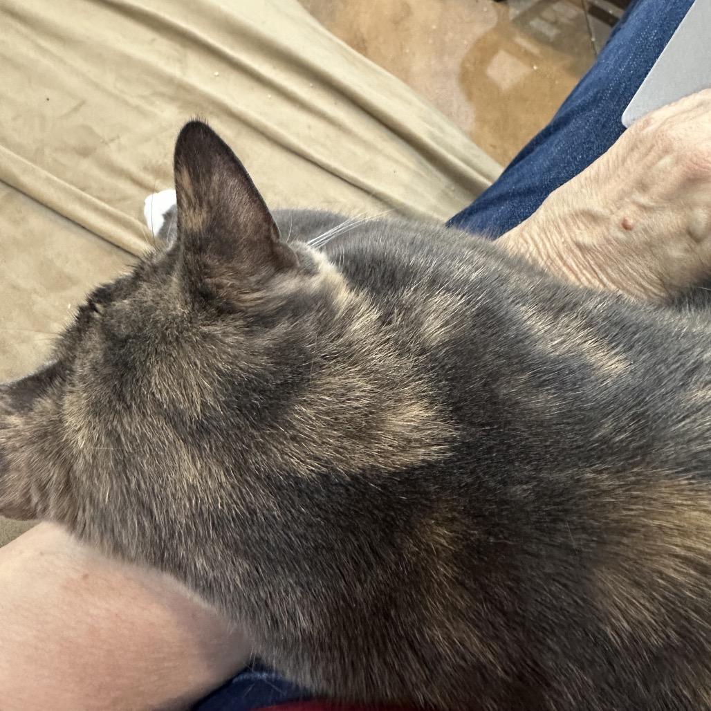 Pipsqueak "Pip" Porter, a Adoptable Domestic Short Hair in Tallahassee, FL image 5/6