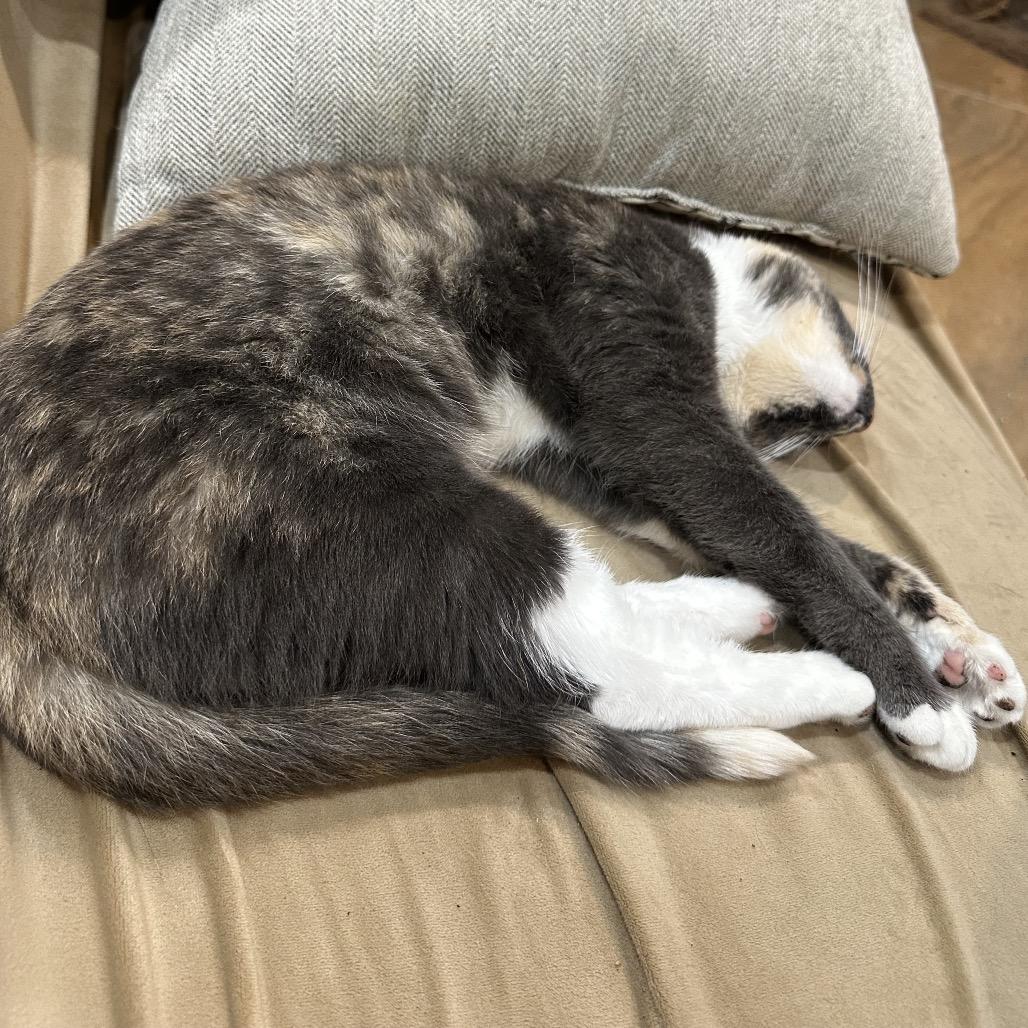Pipsqueak "Pip" Porter, a Adoptable Domestic Short Hair in Tallahassee, FL image 6/6