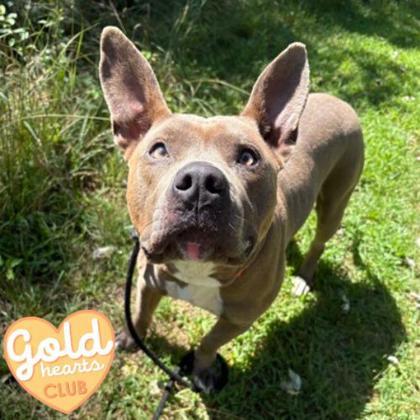 Myotis, Adoptable, Adult Male Pit Bull Terrier & Mixed Breed.