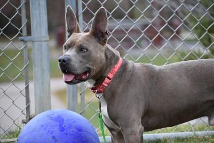 Enlarge Myotis, a Adoptable mixed breed in Ann Arbor, MI image 2/3