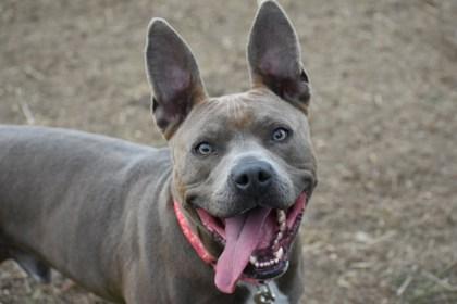 Myotis, a Adoptable mixed breed in Ann Arbor, MI image 3/3