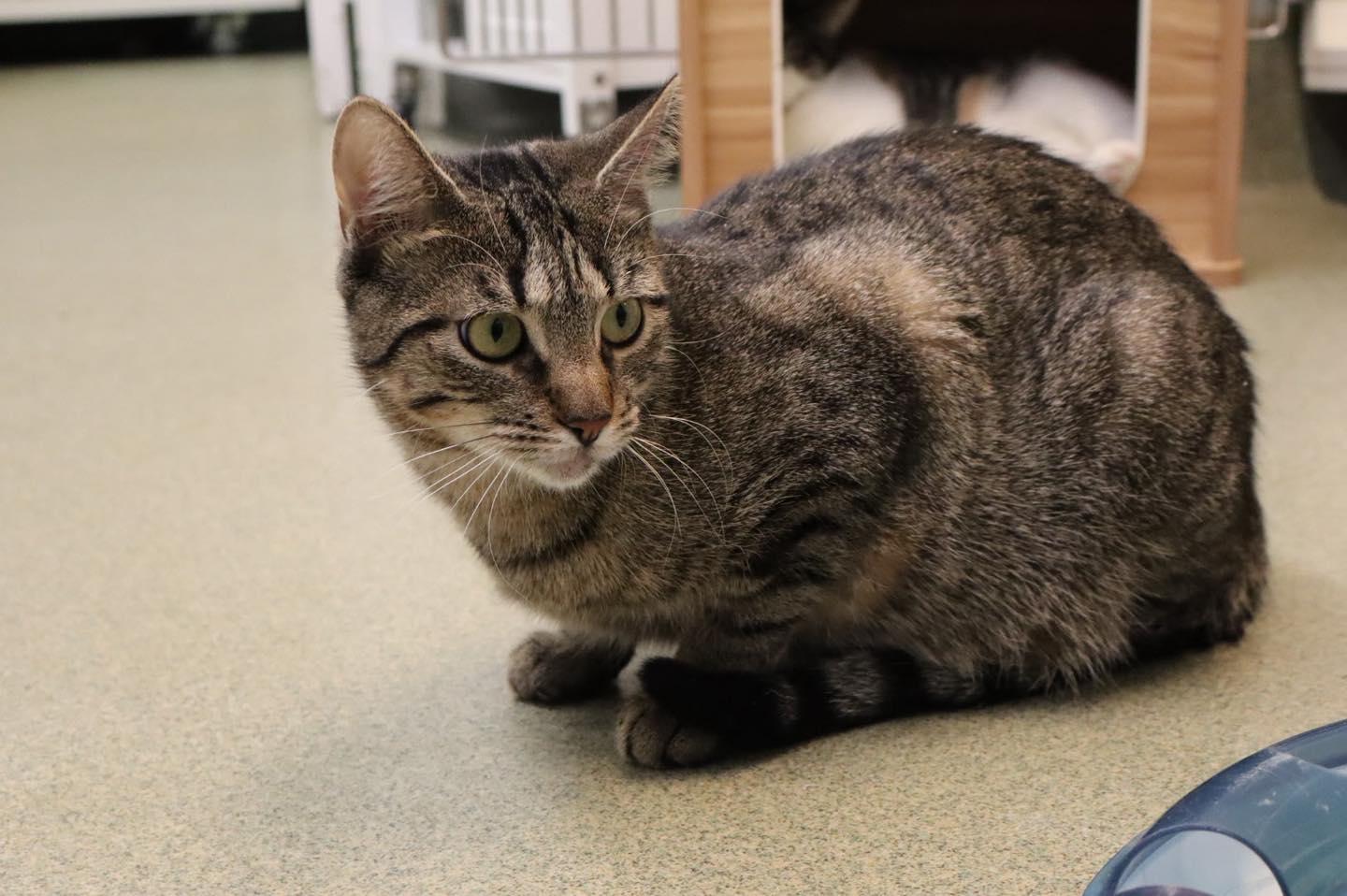 Stacey, an adoption pending Domestic Short Hair in Bloomfield, NJ image 4/5