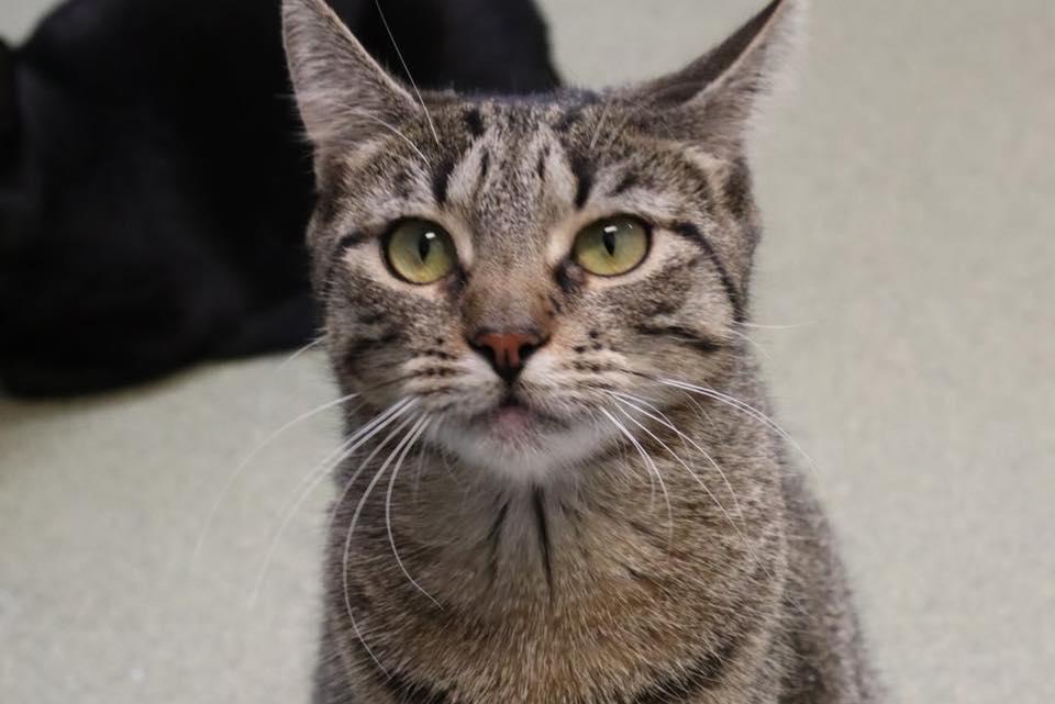 Stacey, an adoption pending Domestic Short Hair in Bloomfield, NJ image 3/5