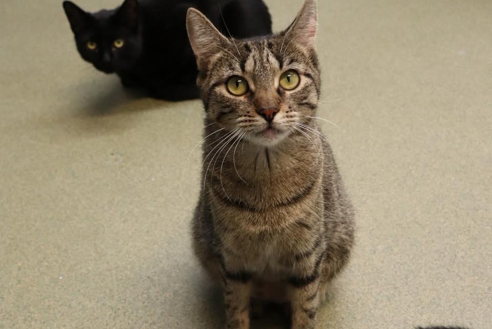 Stacey, an adoption pending Domestic Short Hair in Bloomfield, NJ image 2/5