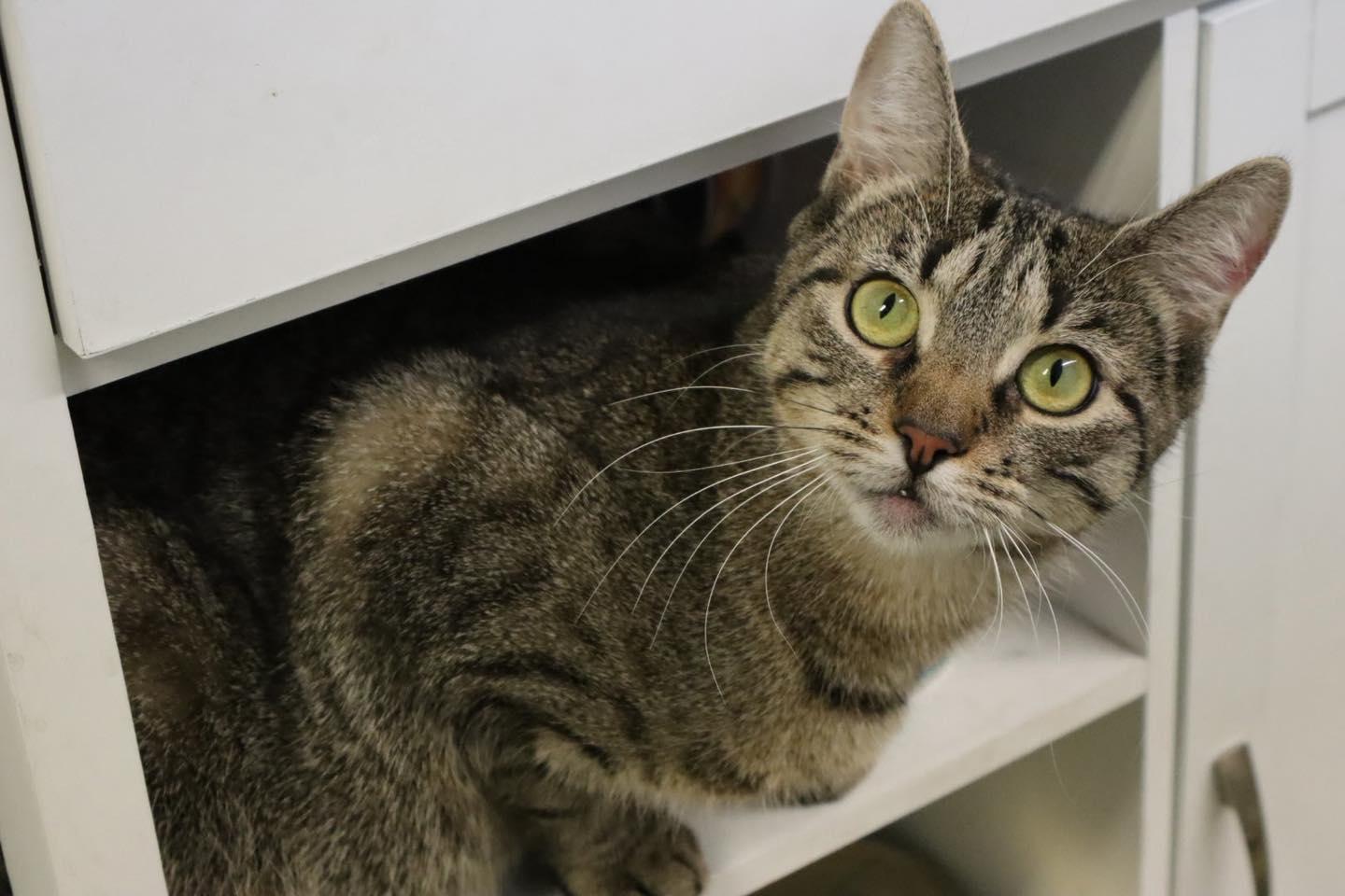 Stacey, an adoption pending Domestic Short Hair in Bloomfield, NJ image 1/5