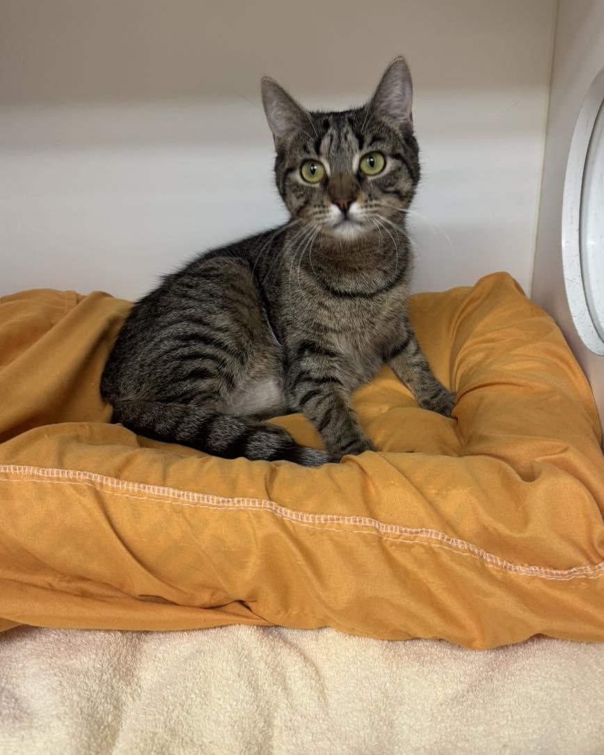 Stacey, an adoption pending Domestic Short Hair in Bloomfield, NJ image 5/5