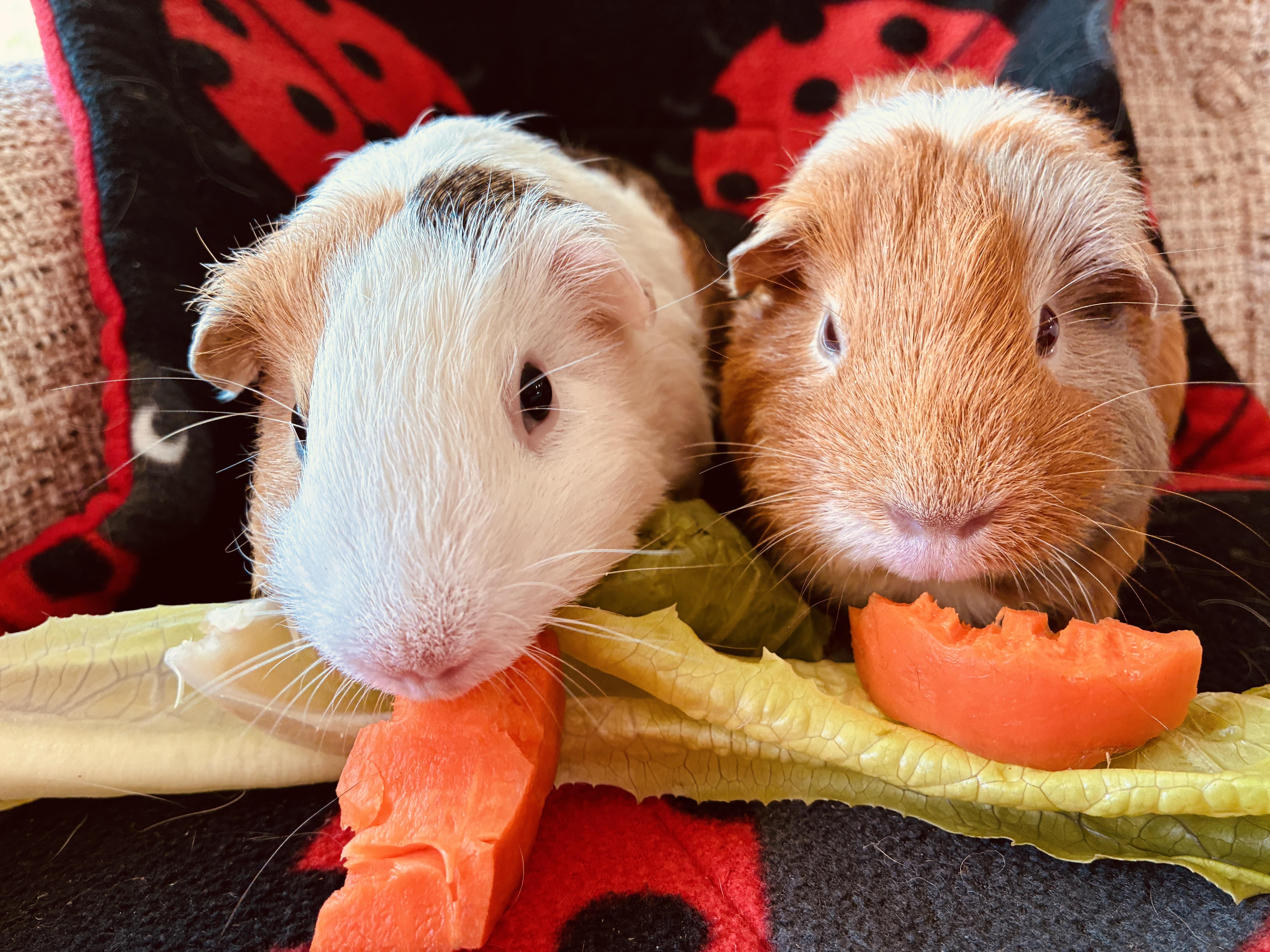 Enlarge Petunia and Tulip, a Adoptable Guinea Pig in long beach, CA image 3/3