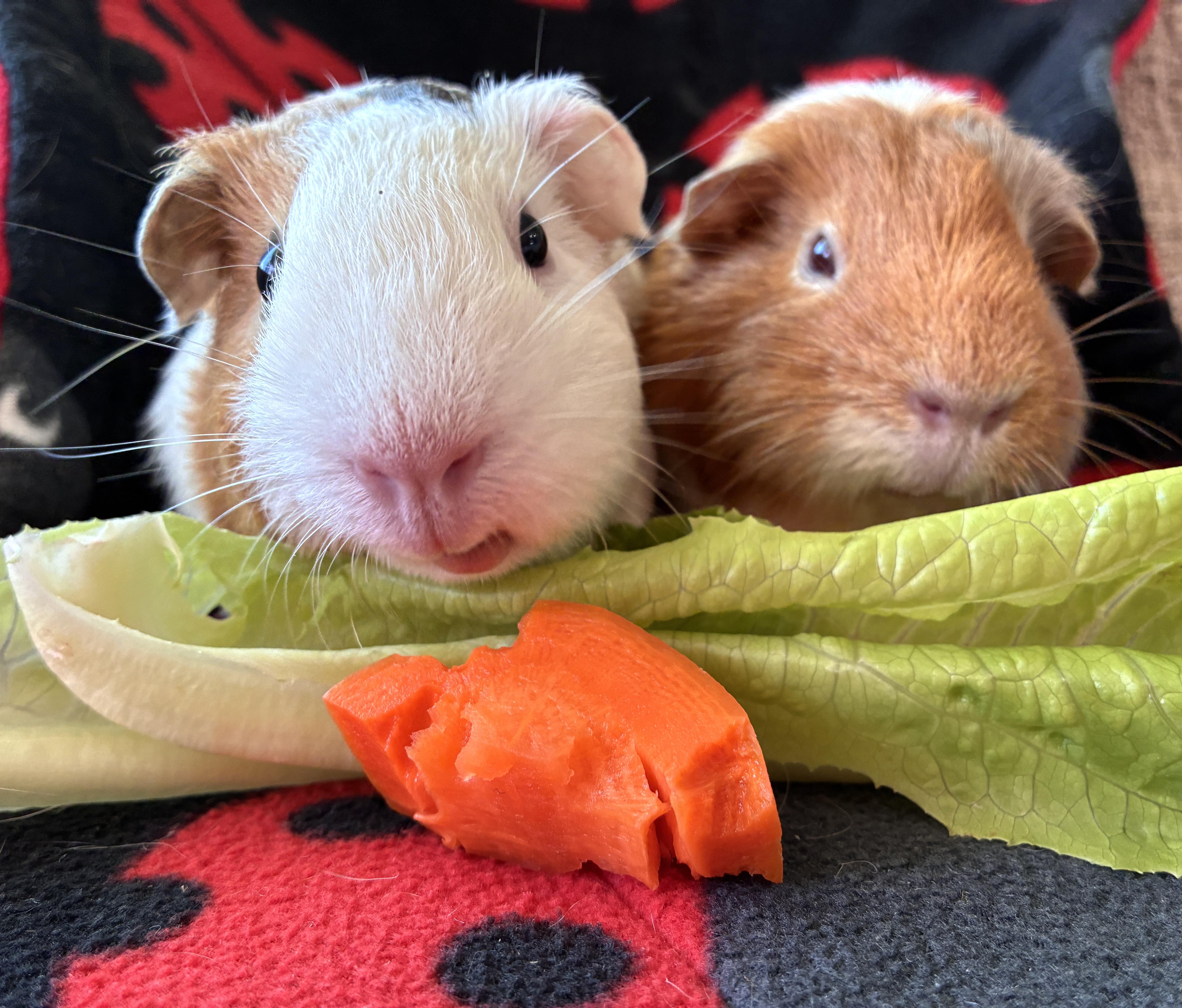 Enlarge Petunia and Tulip, a Adoptable Guinea Pig in long beach, CA image 2/3