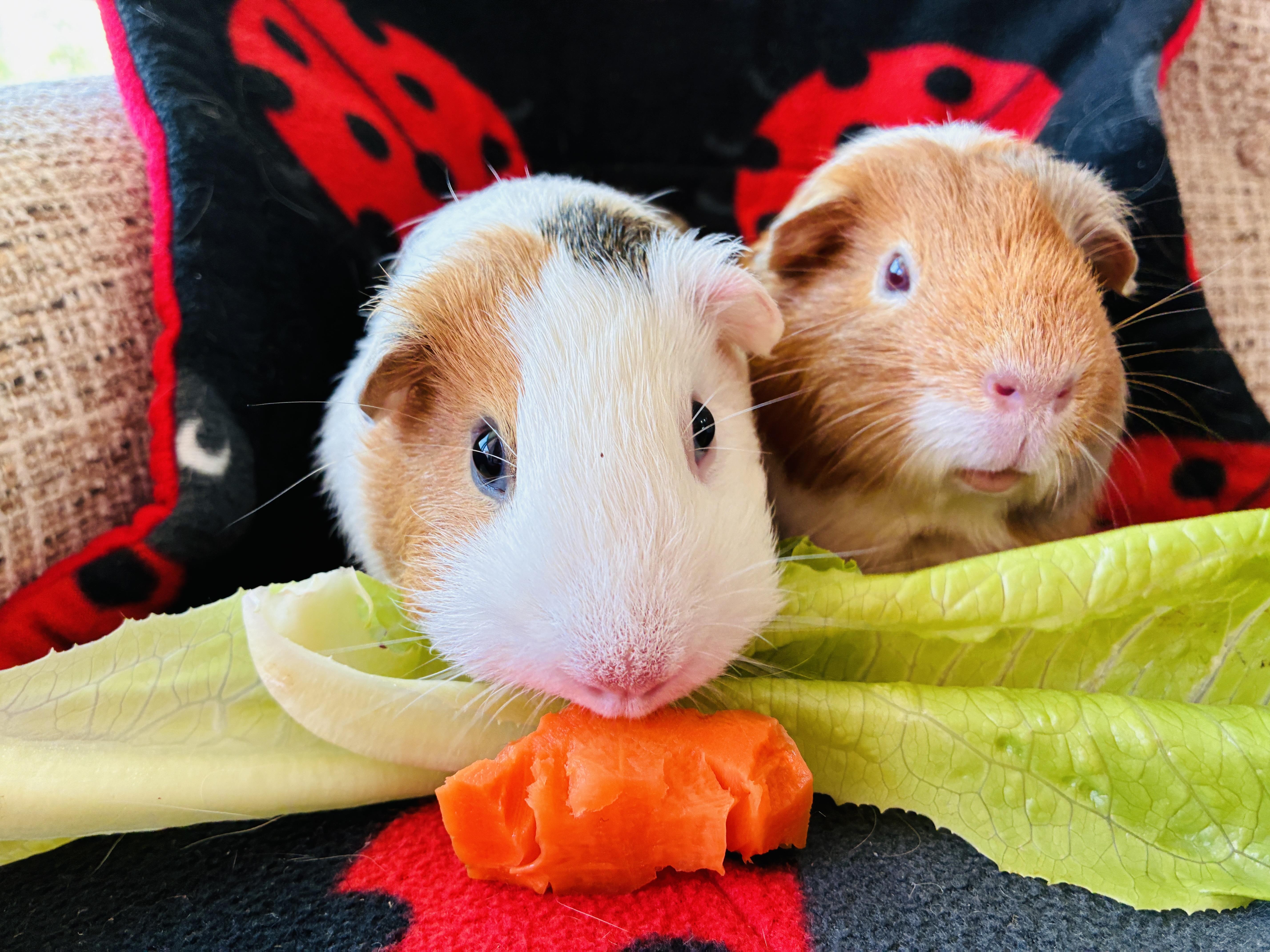 Enlarge Petunia and Tulip, a Adoptable Guinea Pig in long beach, CA image 1/3