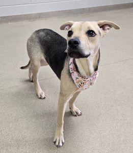 Enlarge Gizmo, an adopted mixed breed in Bucyrus, OH image 5/5