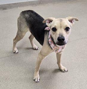 Gizmo, Adoptable, Adult Female Shepherd & Retriever.