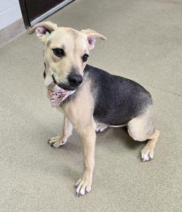 Enlarge Gizmo, an adopted mixed breed in Bucyrus, OH image 3/5