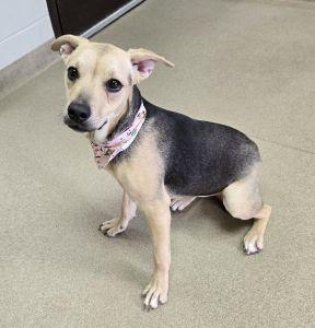 Enlarge Gizmo, an adopted mixed breed in Bucyrus, OH image 2/5