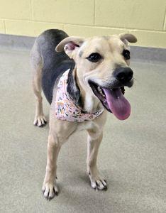 Enlarge Gizmo, an adopted mixed breed in Bucyrus, OH image 4/5