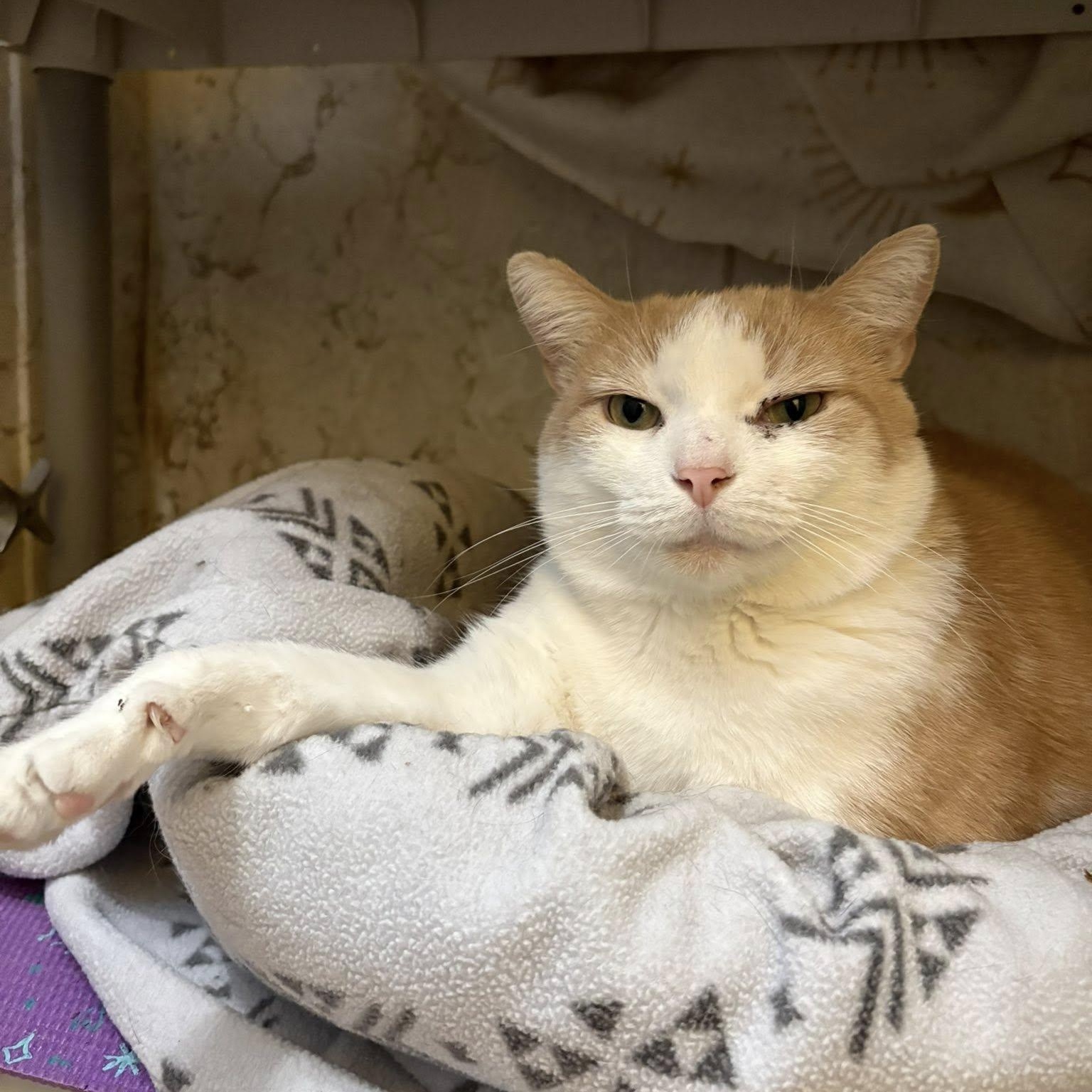 Enlarge Wizard, a Adoptable Domestic Short Hair in Albany, NY image 4/6
