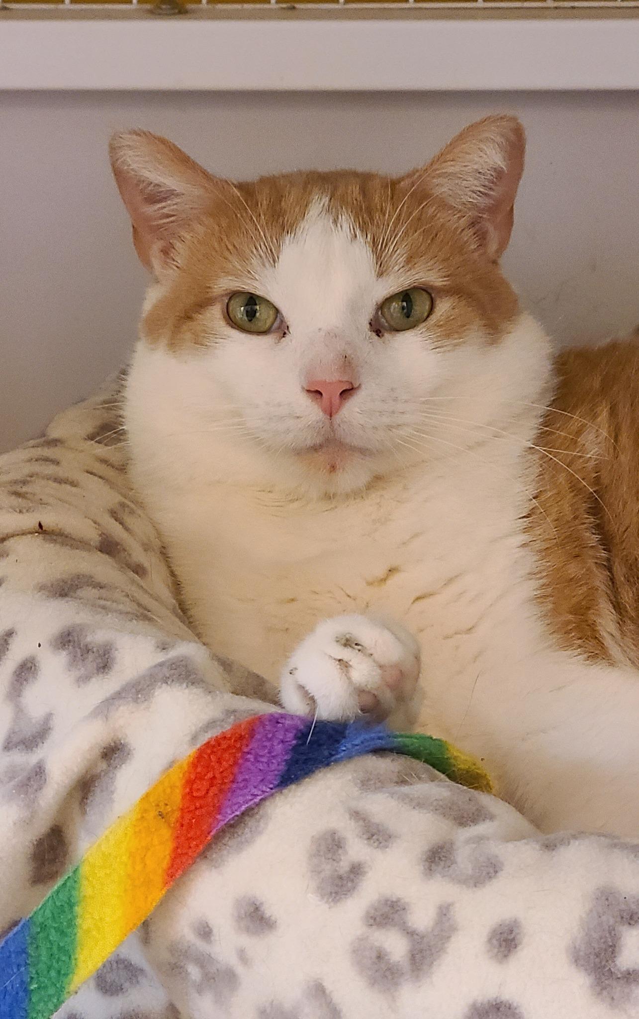 Wizard, a Adoptable Domestic Short Hair in Albany, NY image 1/5