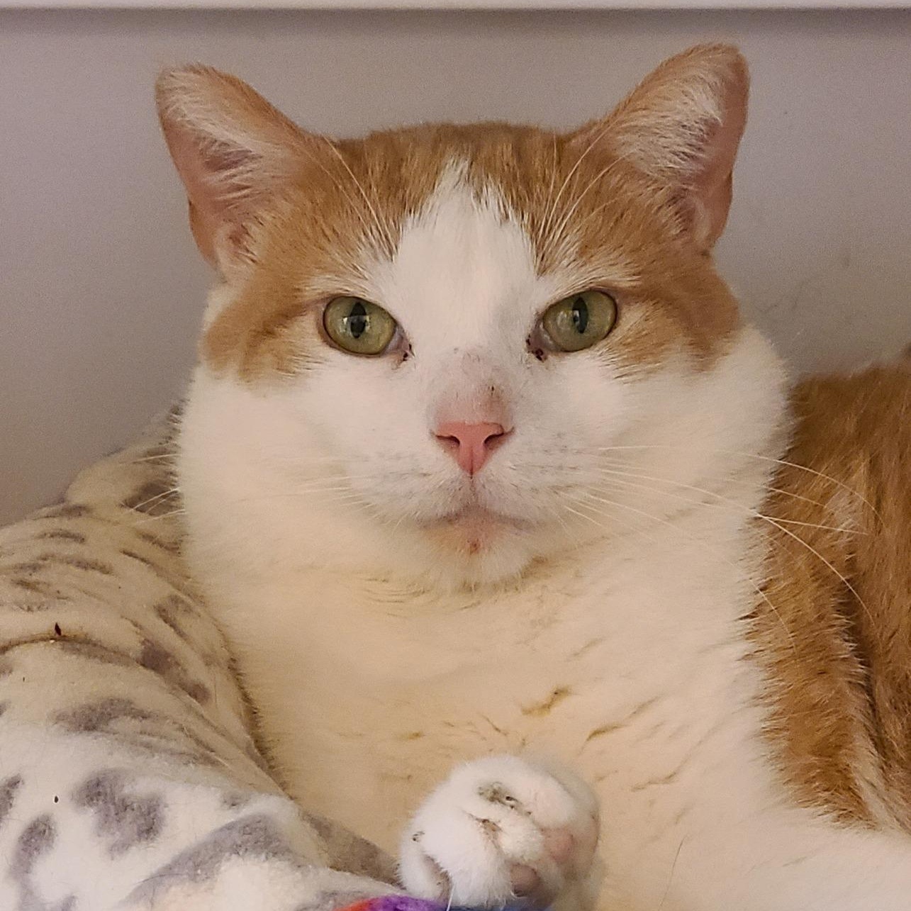 Enlarge Wizard, a Adoptable Domestic Short Hair in Albany, NY image 2/6