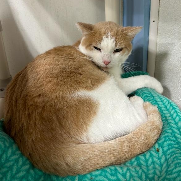 Wizard, a Adoptable Domestic Short Hair in Albany, NY image 5/5