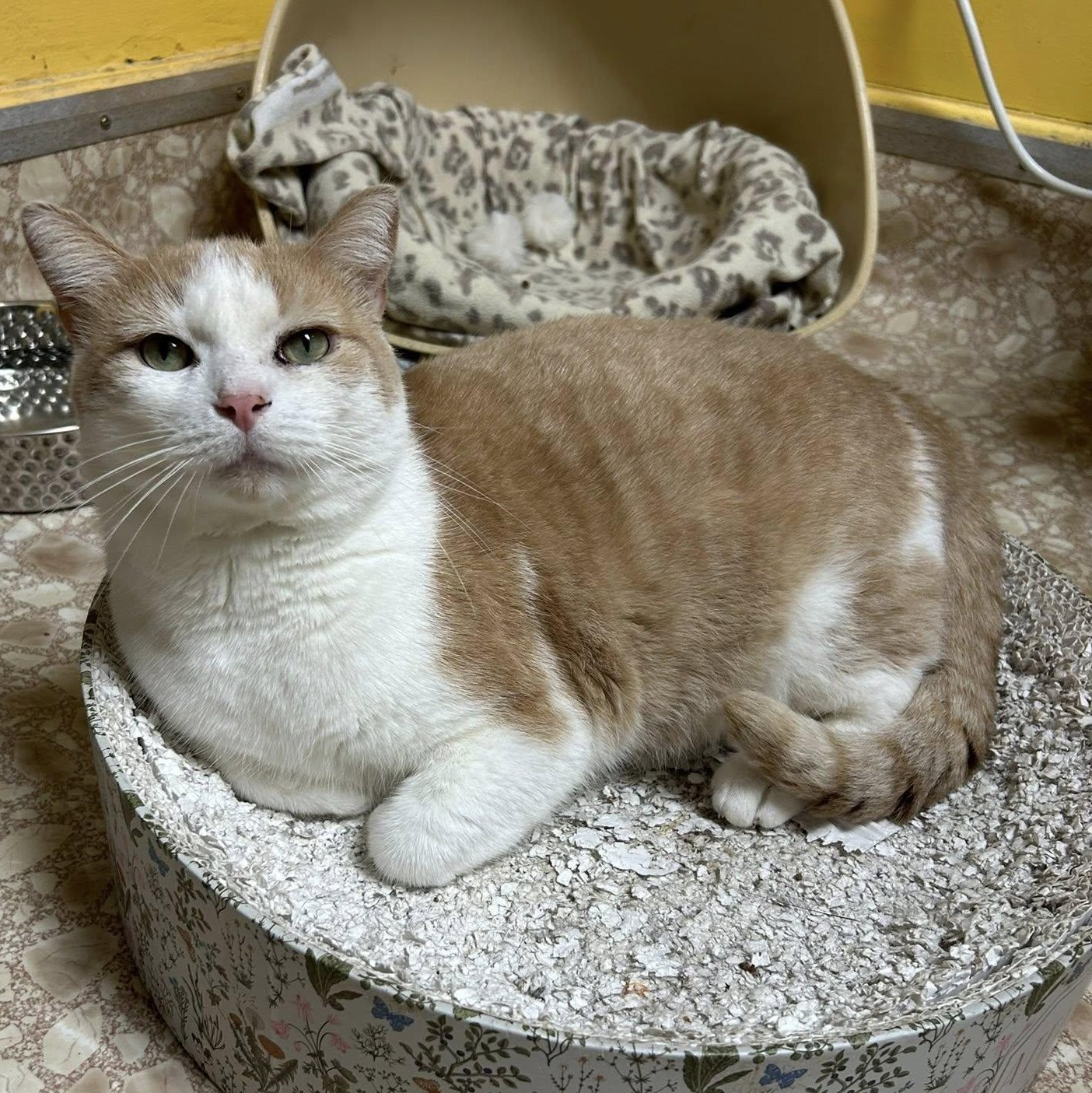 Enlarge Wizard, a Adoptable Domestic Short Hair in Albany, NY image 5/6