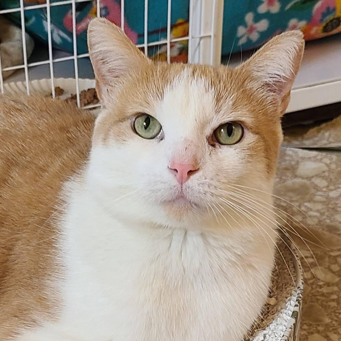 Enlarge Wizard, a Adoptable Domestic Short Hair in Albany, NY image 1/6