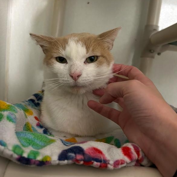 Wizard, a Adoptable Domestic Short Hair in Albany, NY image 2/5