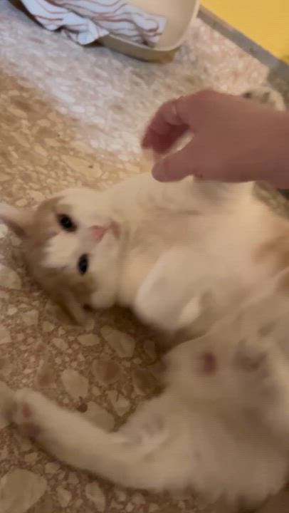 Enlarge Wizard, a Adoptable Domestic Short Hair in Albany, NY video 6/6