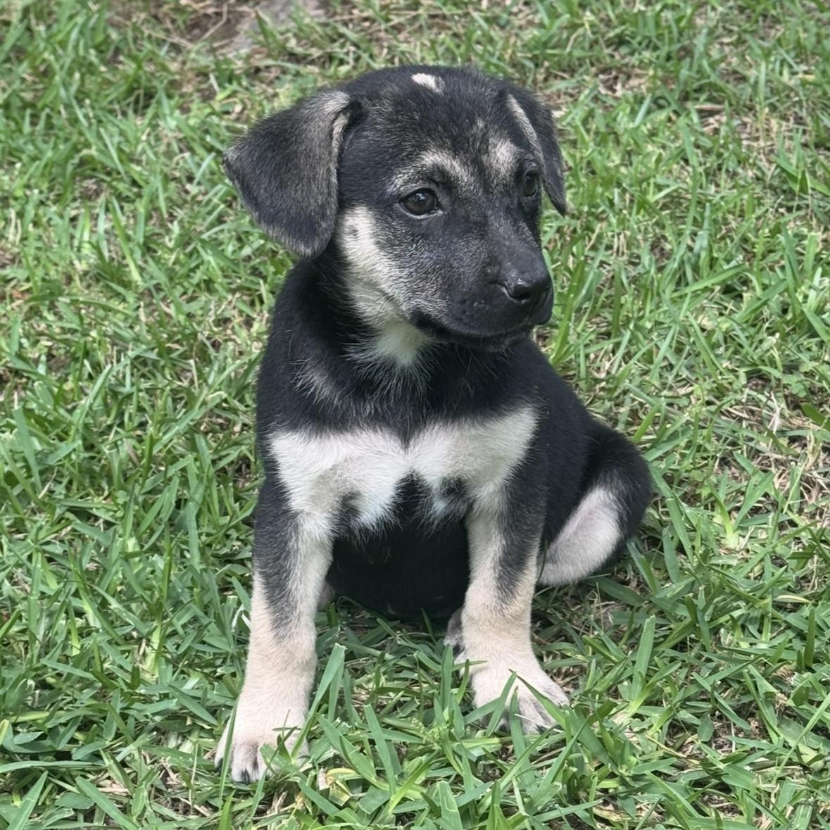 Vivian, Adoptable, Puppy Female Mountain Cur.