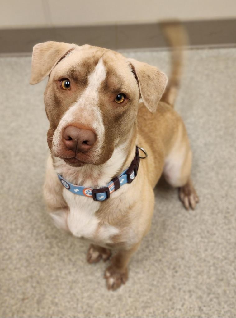 Eric, Adoptable, Puppy Male Australian Cattle Dog / Blue Heeler & Husky.
