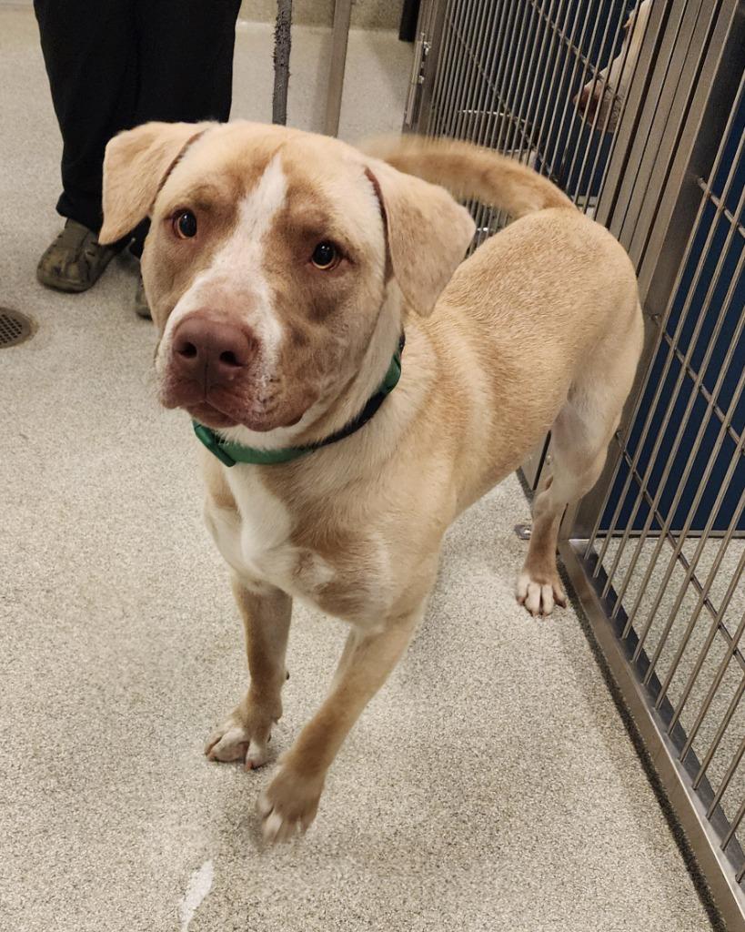 Enlarge Eric, a Adoptable mixed breed in Superior, WI image 2/2