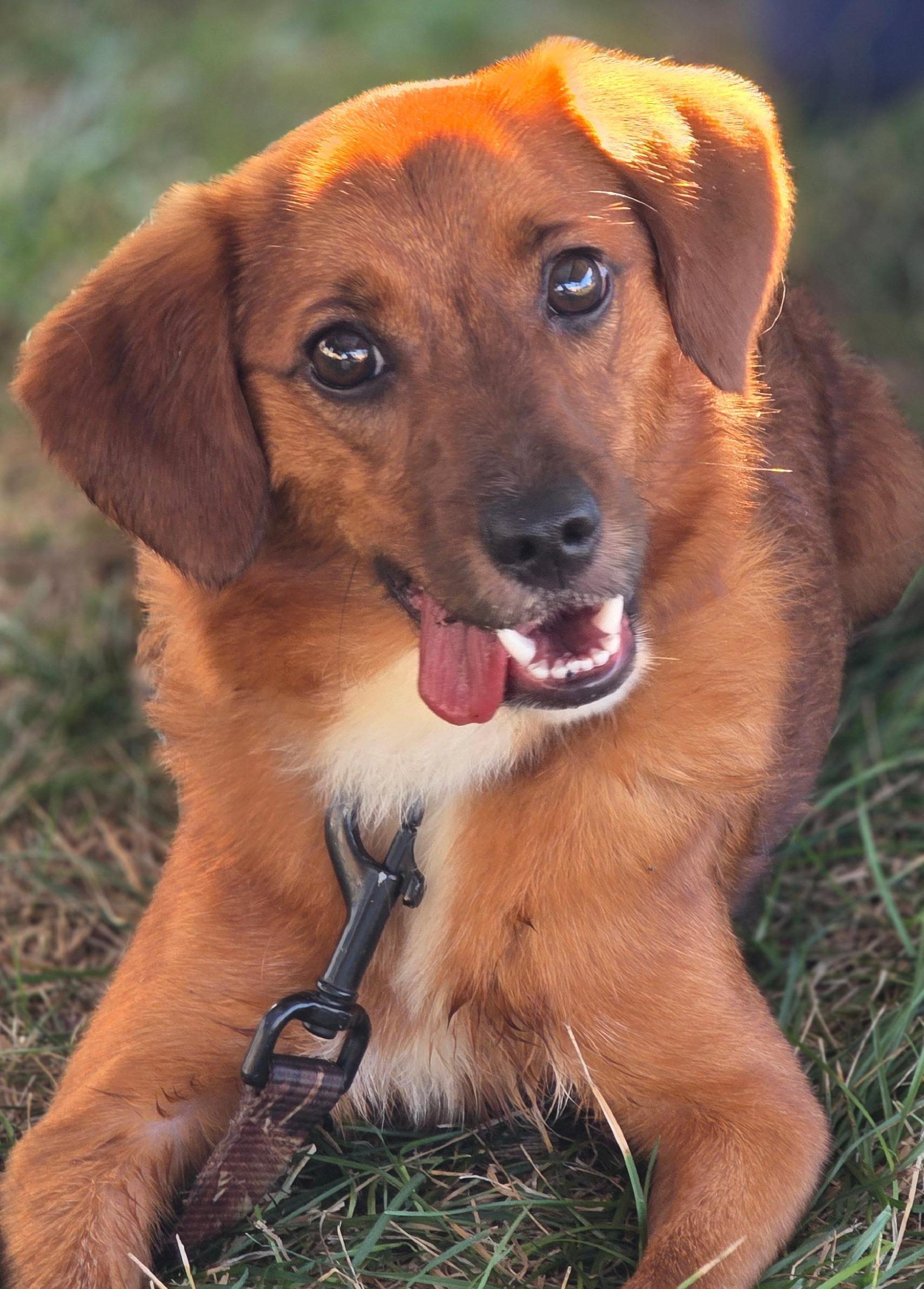 Scout, Adopted, Young Male Dachshund (Long Haired).