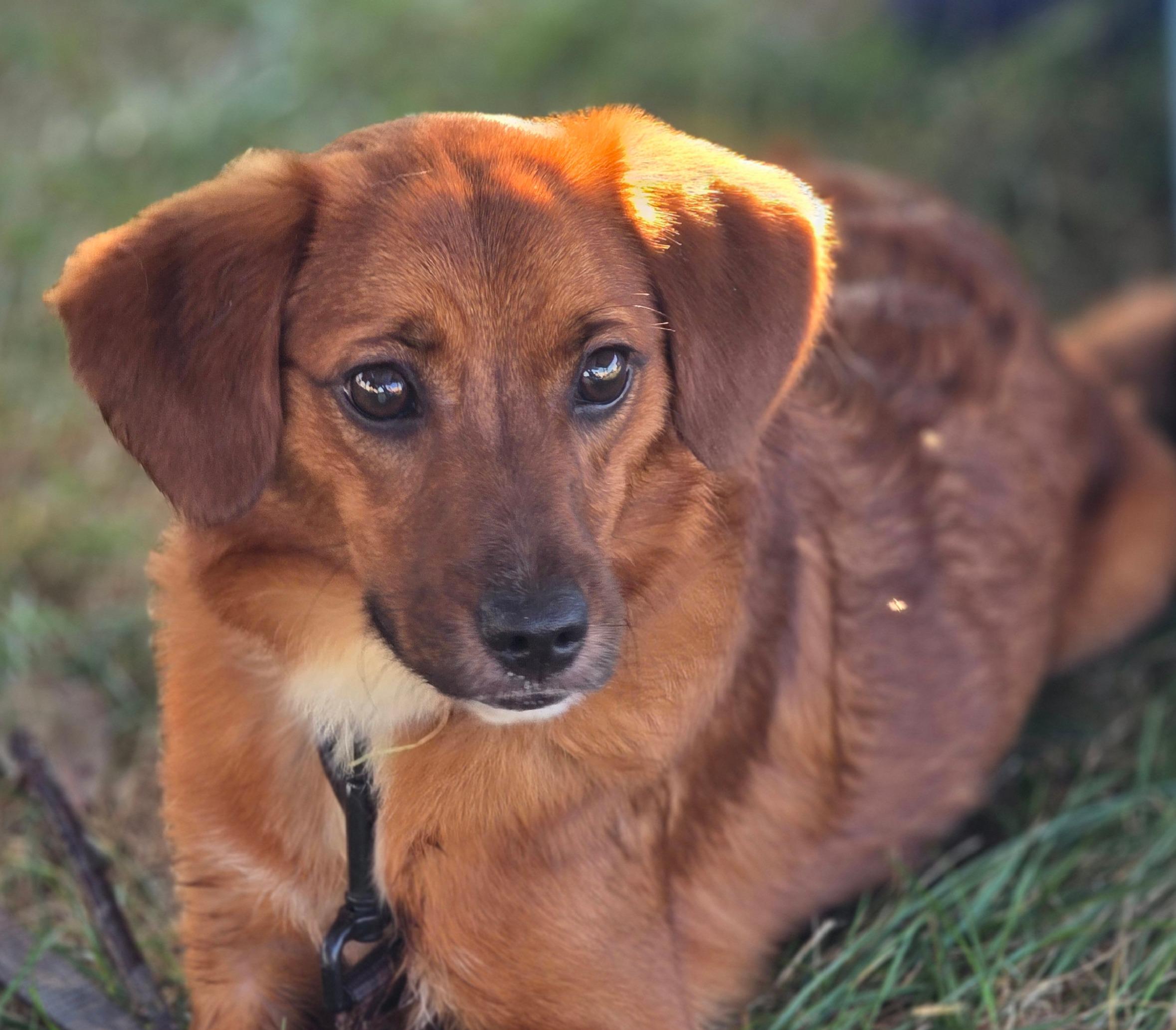 Scout, a Adopted mixed breed in Peru, IN image 2/5