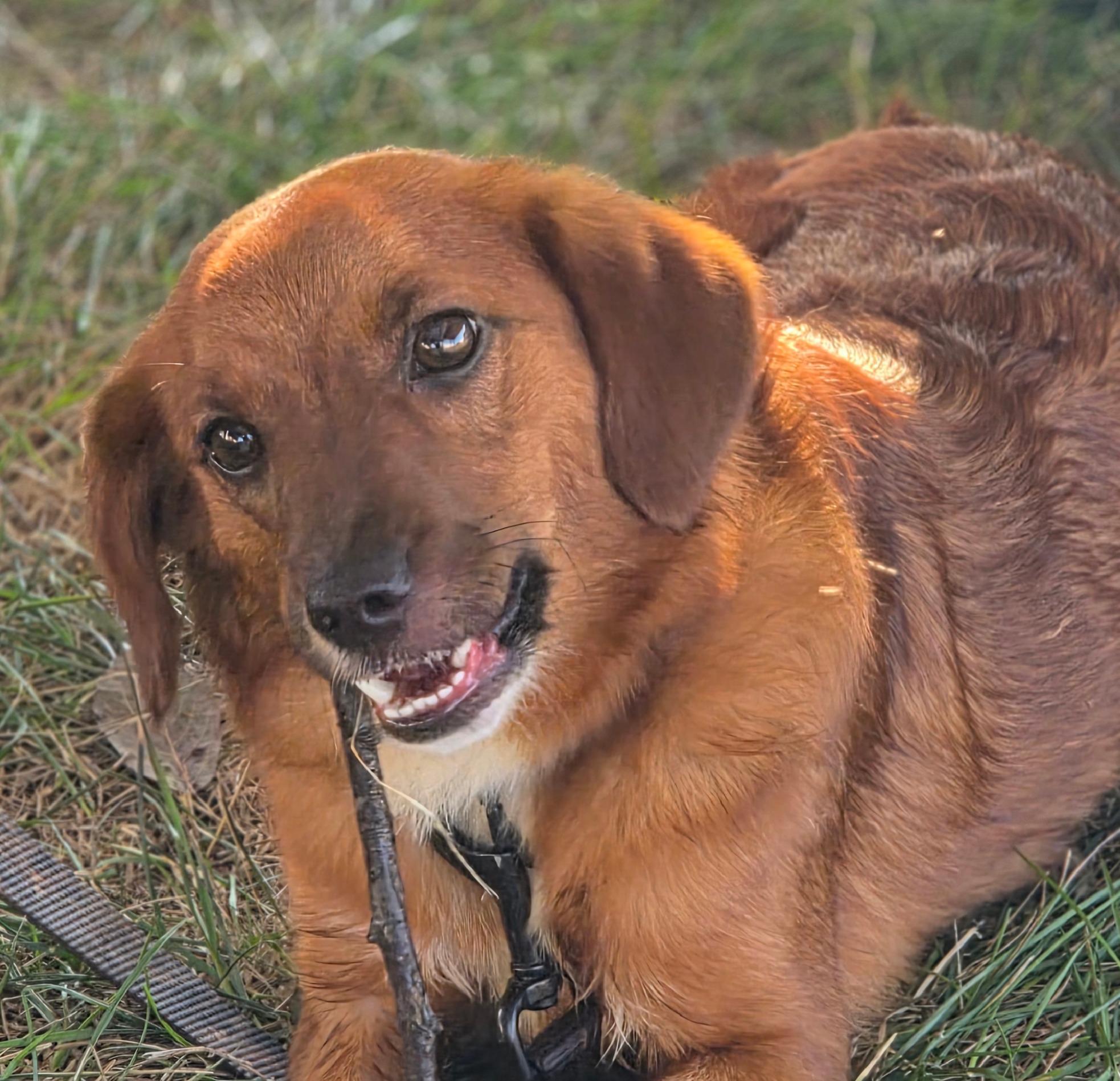 Scout, a Adopted mixed breed in Peru, IN image 3/5