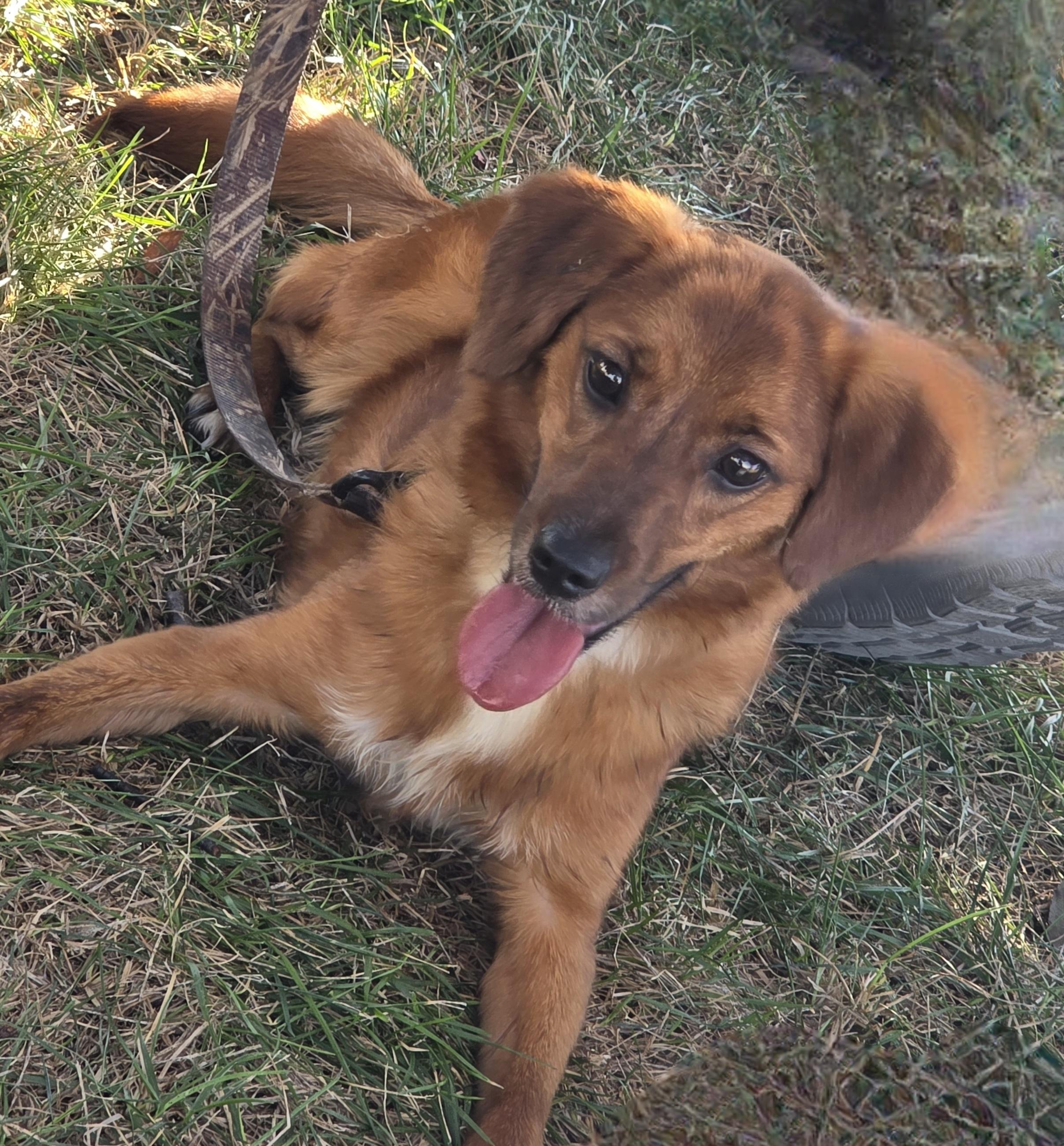 Scout, a Adopted mixed breed in Peru, IN image 5/5