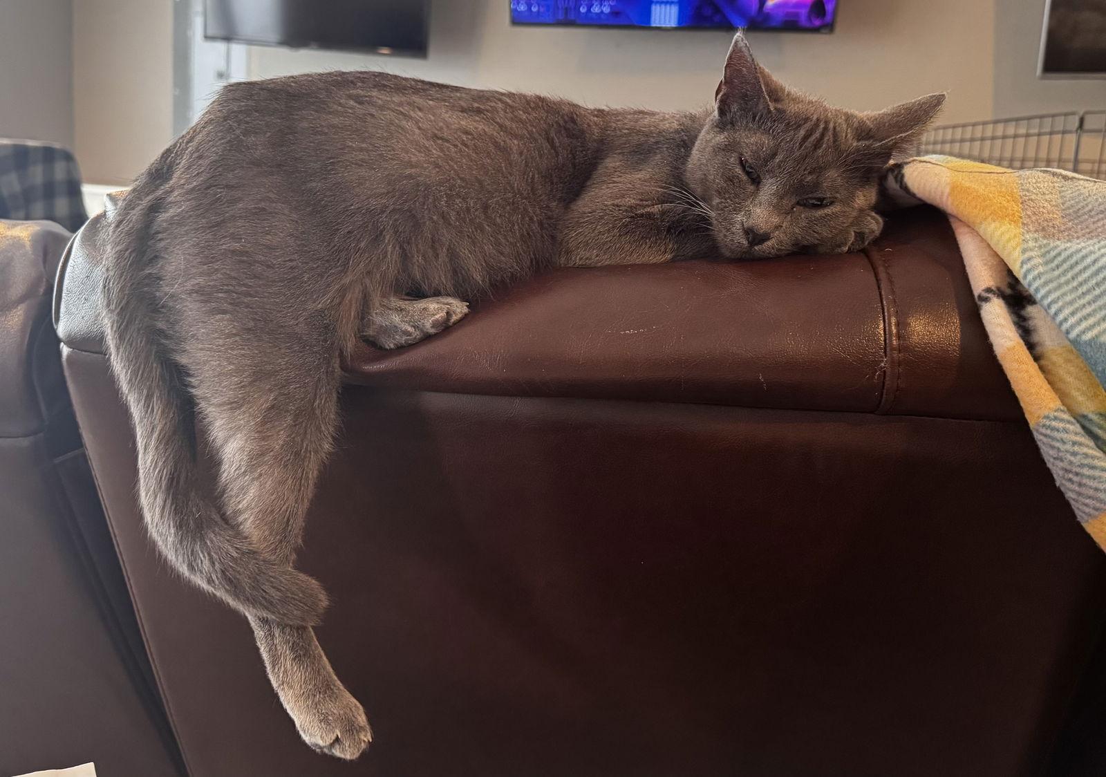 Enlarge Margo, a Adopted mixed breed in Georgetown, KY image 1/2